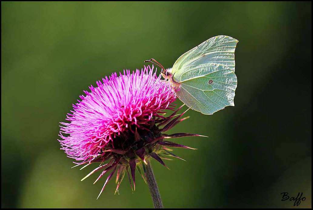Gonepteryx rhamni?